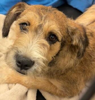 JOHN -  Terrier Dog for Adoption in Elizabethton, Tennessee - JOHN | PetCurious
