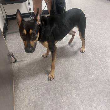 Metro -  Mixed Breed Dog for Adoption in Philadelphia, Pennsylvania - Metro | PetCurious