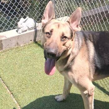 Bean -  German Shepherd Dog Dog for Adoption in Galveston, Texas - Bean | PetCurious