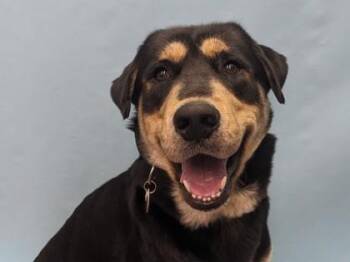 Zeus -  Shepherd and Mixed Breed Dog for Adoption in Golden Valley, Minnesota - Zeus | PetCurious