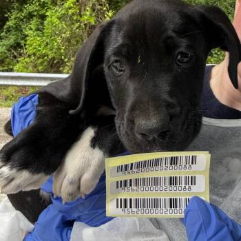 Mixed Breed Dogs Available for Adoption in Charleston, West Virginia - Francesca | PetCurious