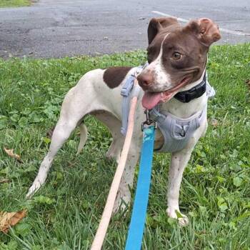 Suki -  Hound Dog for Adoption in Silver Spring, Maryland - Suki | PetCurious