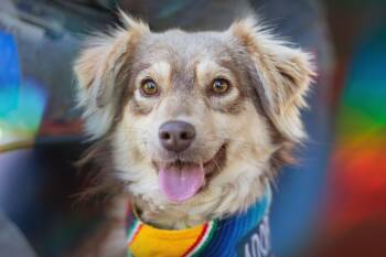 Terrier Dogs Available for Adoption - Nuez | PetCurious