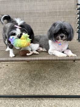 Shih Tzu Dogs Available for Adoption in Lexington, Kentucky - JASER & IZZY | PetCurious