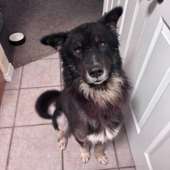 Govnah -  Shepherd and Mixed Breed Dog for Adoption in Fayetteville, Arkansas - Govnah | PetCurious