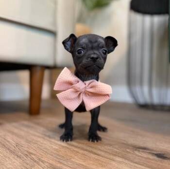 Piglet Pooh Bear -  Chihuahua and Pug Dog for Adoption in Friendswood, Texas - Piglet Pooh Bear | PetCurious