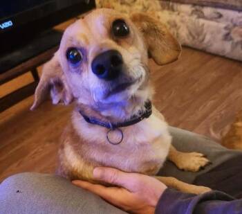 Buster -  Mixed Breed Dog for Adoption in Alexandria, Virginia - Buster | PetCurious