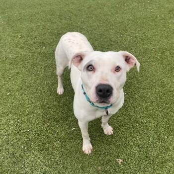 Mixed Breed Dogs Available for Adoption in New Bedford, Massachusetts - Halo | PetCurious