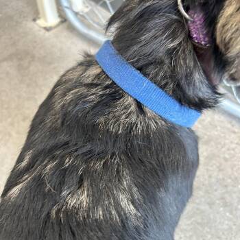108268 -  Mixed Breed Dog for Adoption in Las Cruces, New Mexico - 108268 | PetCurious