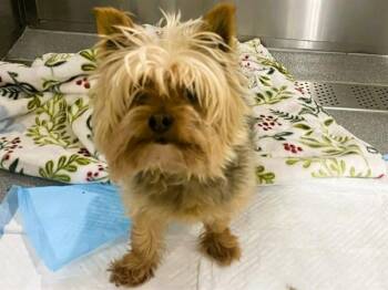 Yorkshire Terrier Dogs Available for Adoption - CHAD | PetCurious