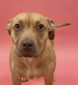 Labrador Retriever Dogs Available for Adoption - Harriet | PetCurious