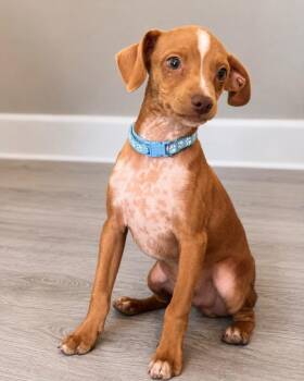 Ravello -  Chihuahua Dog for Adoption in Carson City, Nevada - Ravello | PetCurious