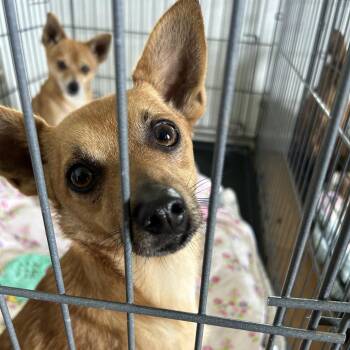 Mixed Breed Dogs Available for Adoption - Patrick | PetCurious