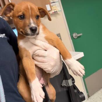Roo -  Boxer and Labrador Retriever Dog for Adoption in Reno, Nevada - Roo | PetCurious