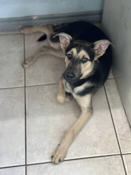 Rescue German Shepherd Dog and Labrador Retriever Dogs for Adoption in Sugar Land, Texas - Junior | PetCurious