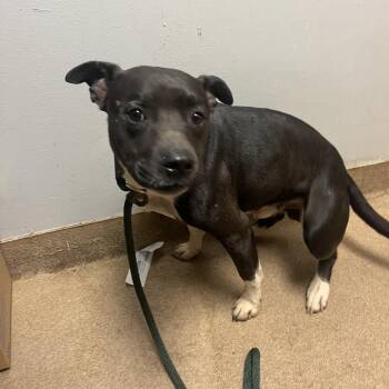 Mordor -  Mixed Breed Dog for Adoption in Chattanooga, Tennessee - Mordor | PetCurious