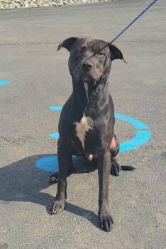 Rescue Rottweiler and Pit Bull Terrier Dogs for Adoption in Buckhannon, West Virginia - OTTO | PetCurious