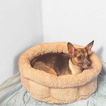 Sweetie 1762 -  Chihuahua Dog for Adoption in Boca Raton, Florida - Sweetie 1762 | PetCurious
