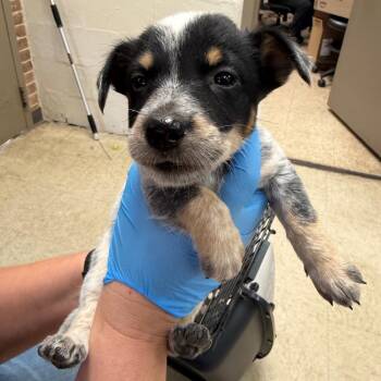 Tessa -  Australian Cattle Dog Blue Heeler Dog for Adoption in Birmingham, Alabama - Tessa | PetCurious