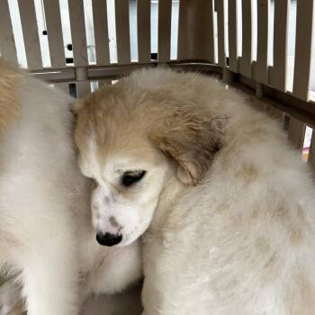 Mixed Breed Dogs Available for Adoption in Leander, Texas - Jester | PetCurious