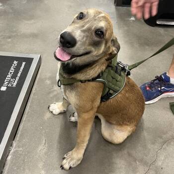 Bella -  Labrador Retriever and Mixed Breed Dog for Adoption in Tampa, Florida - Bella | PetCurious