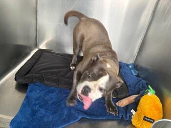 Ocean -  American Staffordshire Terrier Dog for Adoption in Warren, Michigan - Ocean | PetCurious