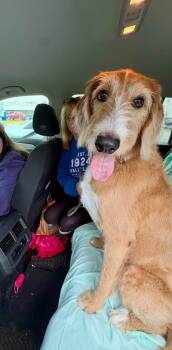 REMINGTON -  Labradoodle and Irish Terrier Dog for Adoption in Media, Pennsylvania - REMINGTON | PetCurious