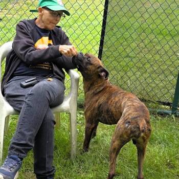 Diego -  Boxer Dog for Adoption in Michigan City, Indiana - Diego | PetCurious