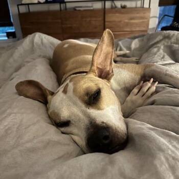 Pit Bull Terrier Dogs Available for Adoption - Poppy | PetCurious