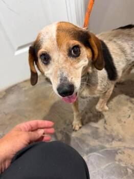 Ms. Thing -  Beagle Dog for Adoption in Munfordville, Kentucky - Ms. Thing | PetCurious
