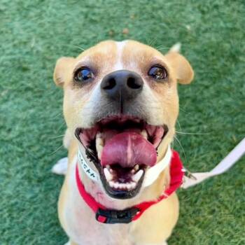 Dutch Crunch -  Chihuahua Dog Available for Adoption in Walnut Creek, California - Dutch Crunch | PetCurious