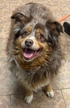 Australian Shepherd Dogs Available for Adoption - Izzy | PetCurious