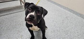 Pit Bull Terrier Dogs Available for Adoption - QUEEN | PetCurious