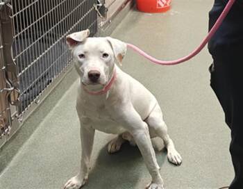 A176396 -  Mixed Breed Dog for Adoption in Santa Fe, New Mexico - A176396 | PetCurious