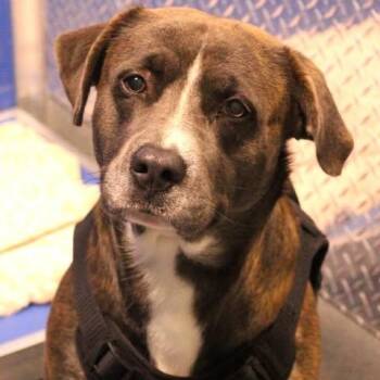 26-00755 DRACO -  German Shepherd Dog and Cane Corso Dog Available for Adoption in Fredericksburg, Virginia - 26-00755 DRACO | PetCurious