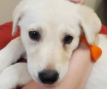 Carina -  Great Pyrenees and Mixed Breed Dog for Adoption in Kansas City, Missouri - Carina | PetCurious