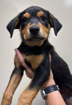 Found stray: Rose -  Rottweiler and Labrador Retriever Dog for Adoption in Rockwall, Texas - Found Stray: Rose | PetCurious