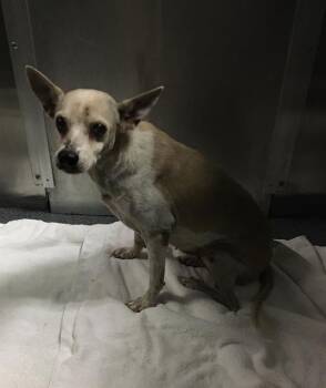 VIOLET -  Rat Terrier Dog for Adoption in Dallas, Texas - VIOLET | PetCurious
