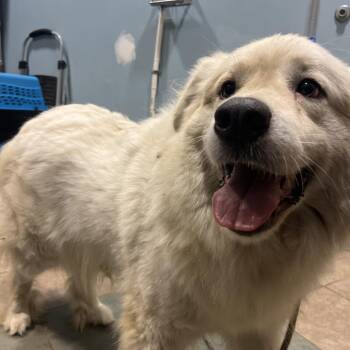 Nina -  Mixed Breed Dog for Adoption in Chattanooga, Tennessee - Nina | PetCurious