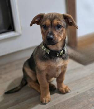 Rescue Terrier and Dachshund Dogs for Adoption in Jamestown, North Dakota - Wayne | PetCurious