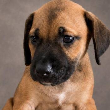 FALCON (out of town) -  Labrador Retriever and Mixed Breed Dog for Adoption in New York, New York - FALCON (out Of Town) | PetCurious