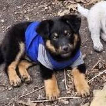 German Shepherd Dog and Mixed Breed Dogs Available for Adoption - Ranger | PetCurious