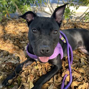 Rescue Labrador Retriever Dogs for Adoption in Pompano Beach, Florida - Fawn | PetCurious