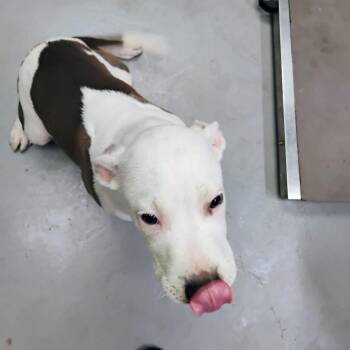 Pretty Boy Floyd AKA Kai -  Mixed Breed Dog for Adoption in Duncan, Oklahoma - Pretty Boy Floyd AKA Kai | PetCurious