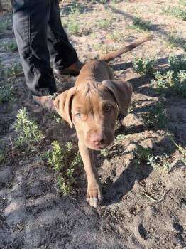 PINTO -  Pit Bull Terrier Dog for Adoption in Aurora, Colorado - PINTO | PetCurious