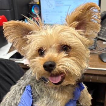 Rescue Yorkshire Terrier Dogs for Adoption in Yuma, Arizona - Hades | PetCurious