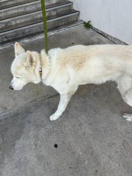TUNDRA -  Siberian Husky and Mixed Breed Dog for Adoption in Doral, Florida - TUNDRA | PetCurious