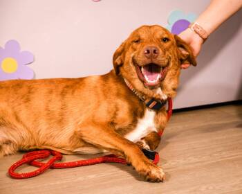 Davie Jones -  Labrador Retriever Dog for Adoption in Brooklyn Center, Minnesota - Davie Jones | PetCurious