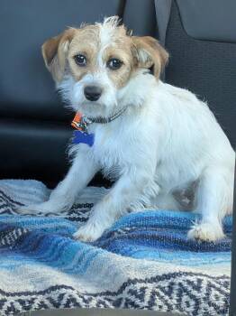 Chihuahua and Jack Russell Terrier Dogs Available for Adoption in Coeur D