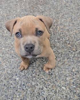 Dozer -  Pit Bull Terrier Dog for Adoption in Gig Harbor, Washington - Dozer | PetCurious